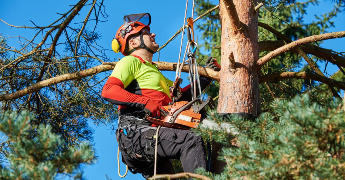 The Benefits of Hiring a Certified Arborist for Your Tree Care Needs hero image