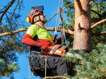 The Benefits of Hiring a Certified Arborist for Your Tree Care Needs image