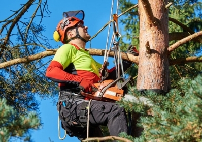 The Benefits of Hiring a Certified Arborist for Your Tree Care Needs blog image