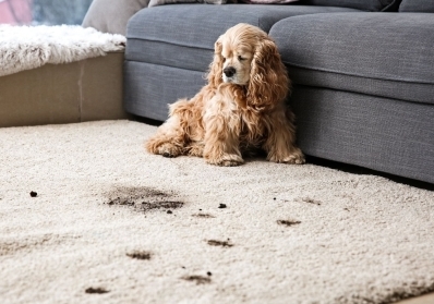 Top 5 Common Carpet Stains and How to Remove Them blog image